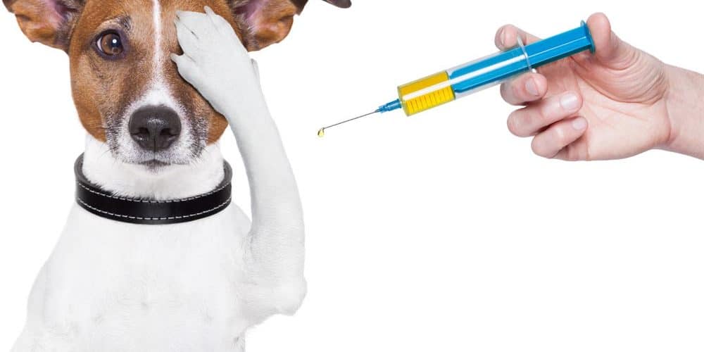 mobile vet clinic in Parrish