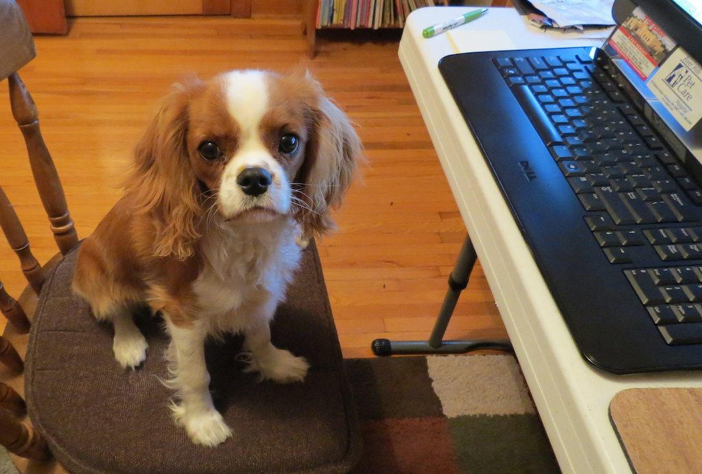 Dog with a job - Pets Plus Parrish