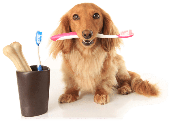 doggie dental pets plus parrish