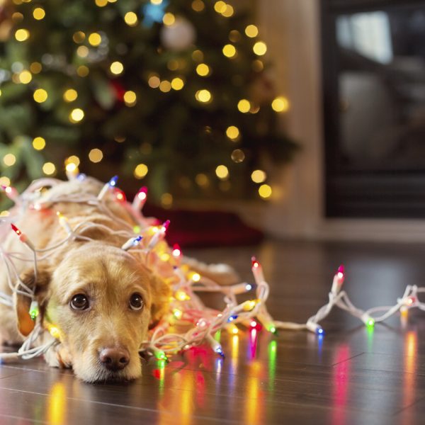 Pet Safety around the Holidays