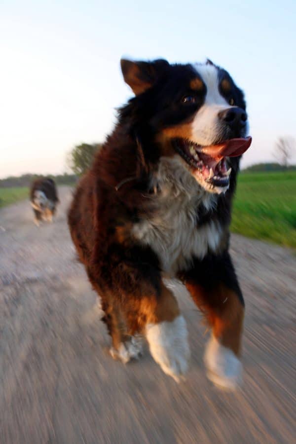dog exercising