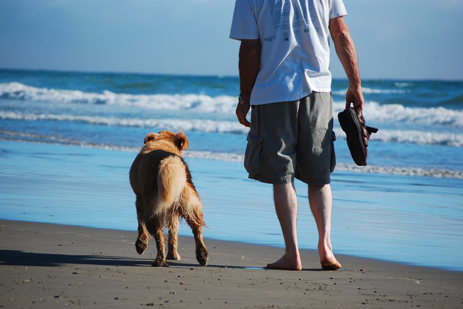 elderly dogs