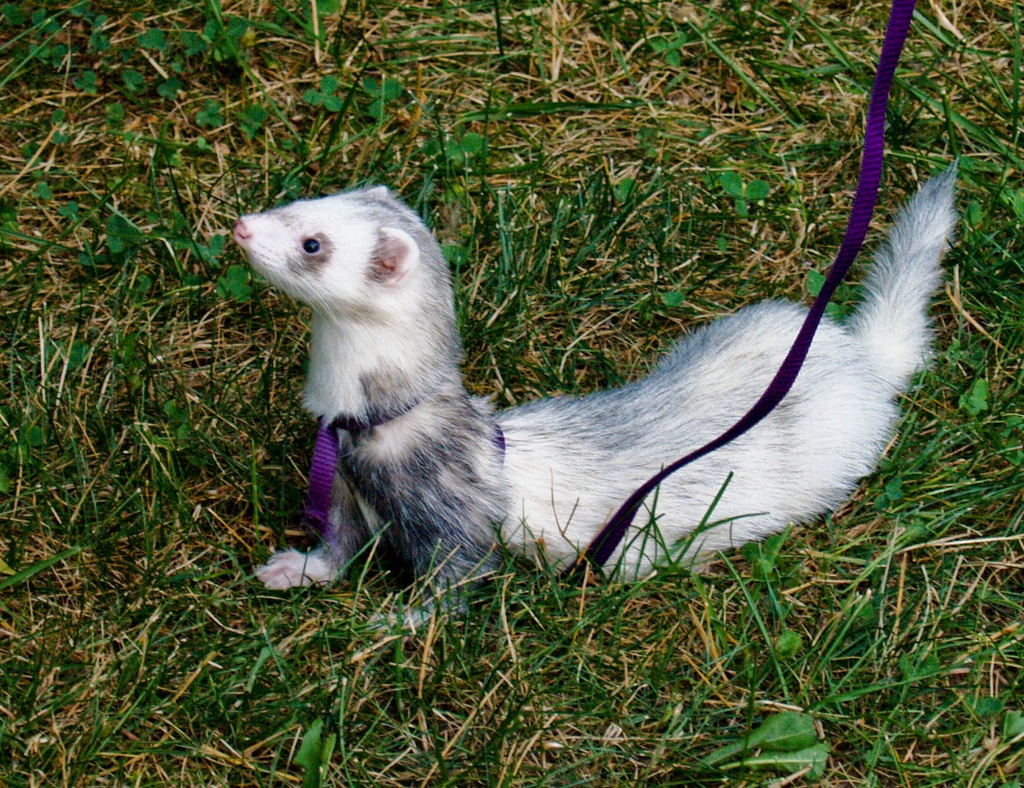 small pet vacation