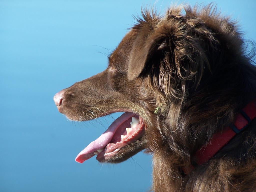 Beat the heat with your pet this summer