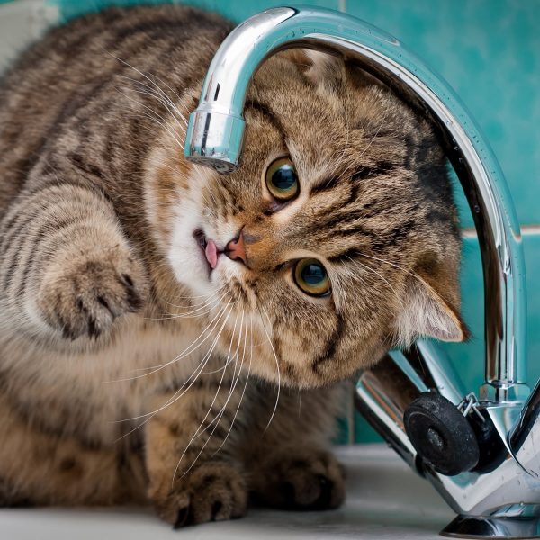 Keep Pets Hydrated with Wet Food