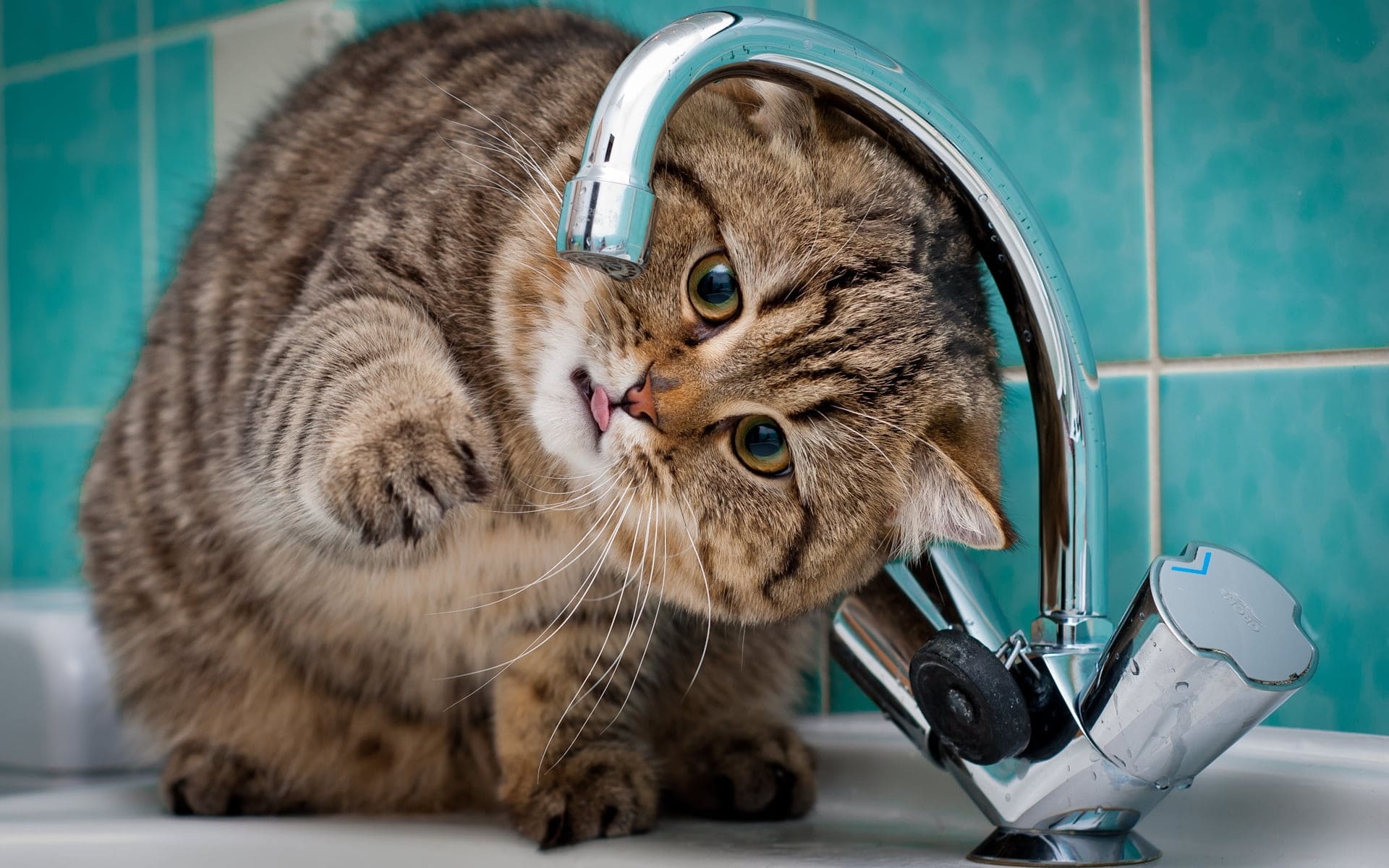 Keep Pets Hydrated with Wet Food