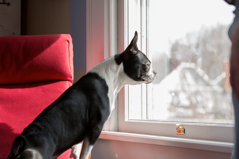 pets stressed at back to school time