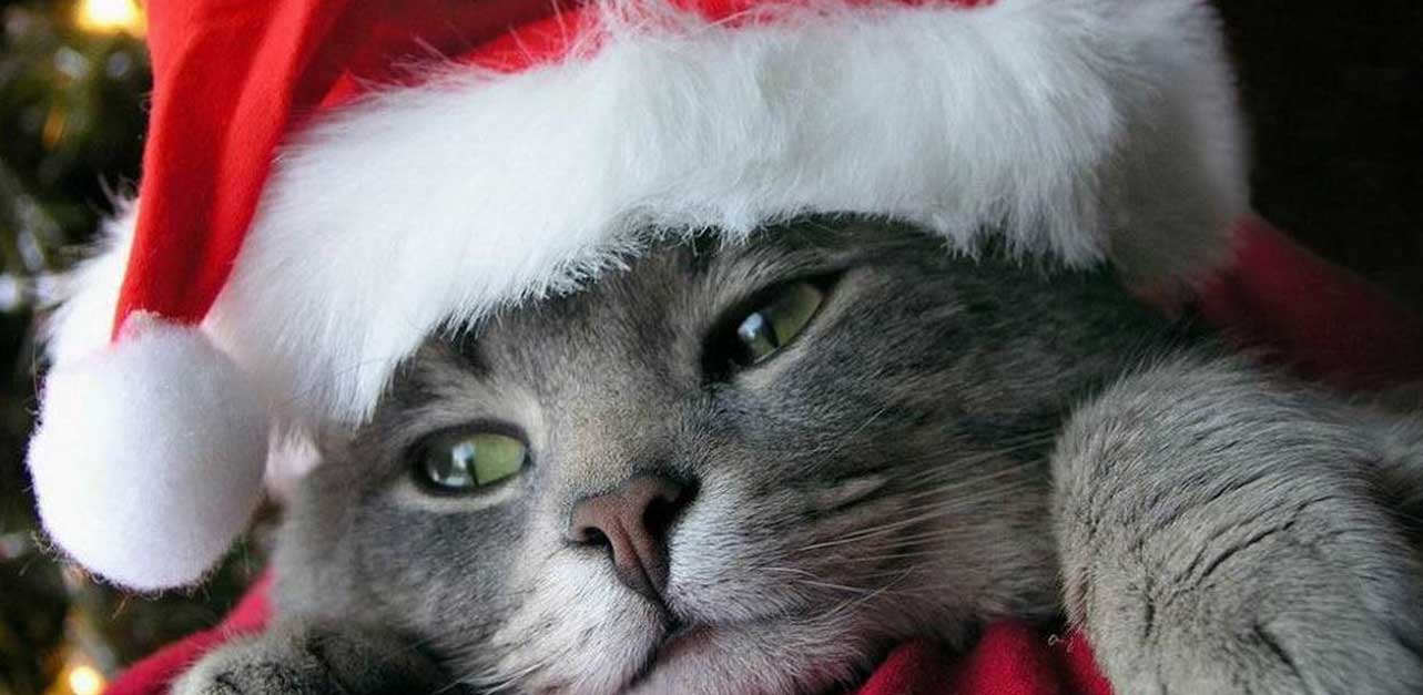 holiday cat