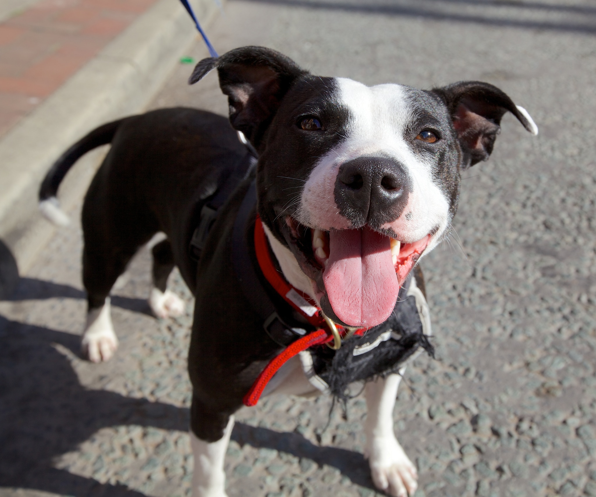 New Year's Resolutions for Pets