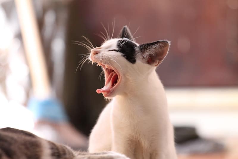 dog dentals cat dentals