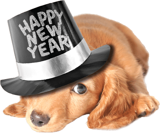 new year dog