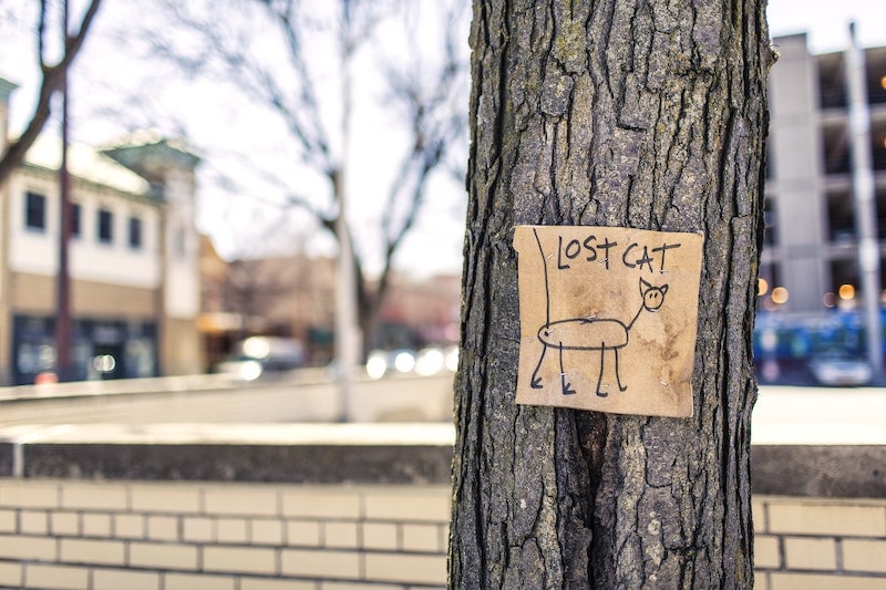 lost animals