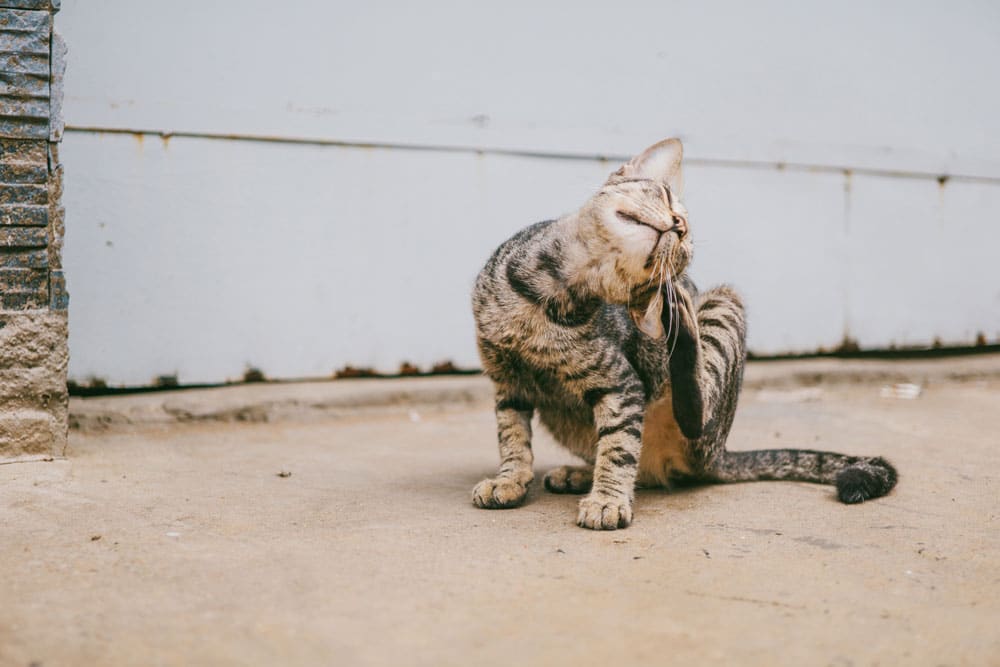 pet allergies causing itching