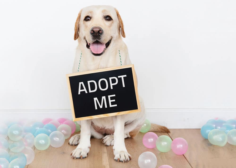 Pets Plus Hosting Adoption Days