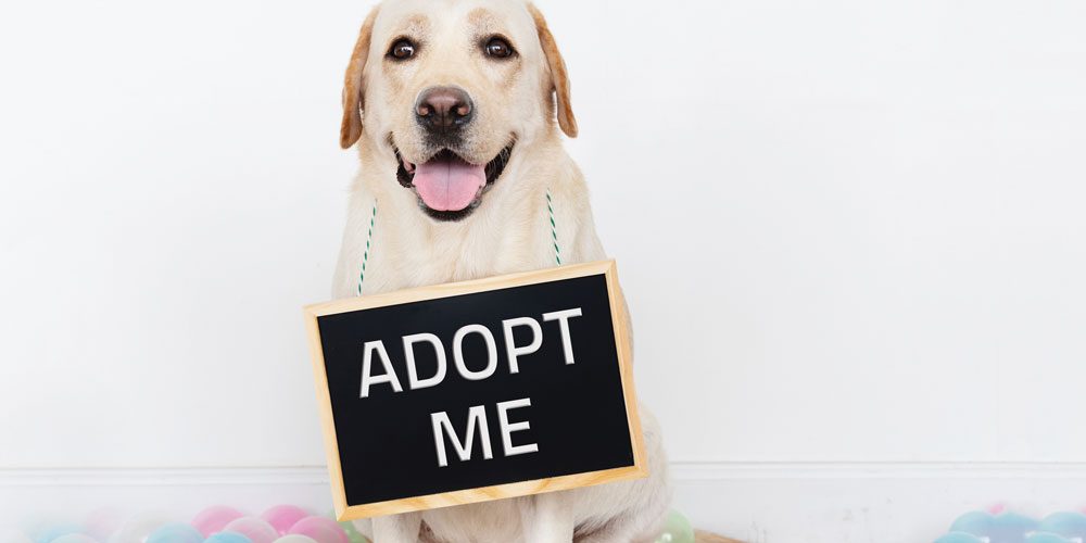 Adoption days now happening at Pets Plus