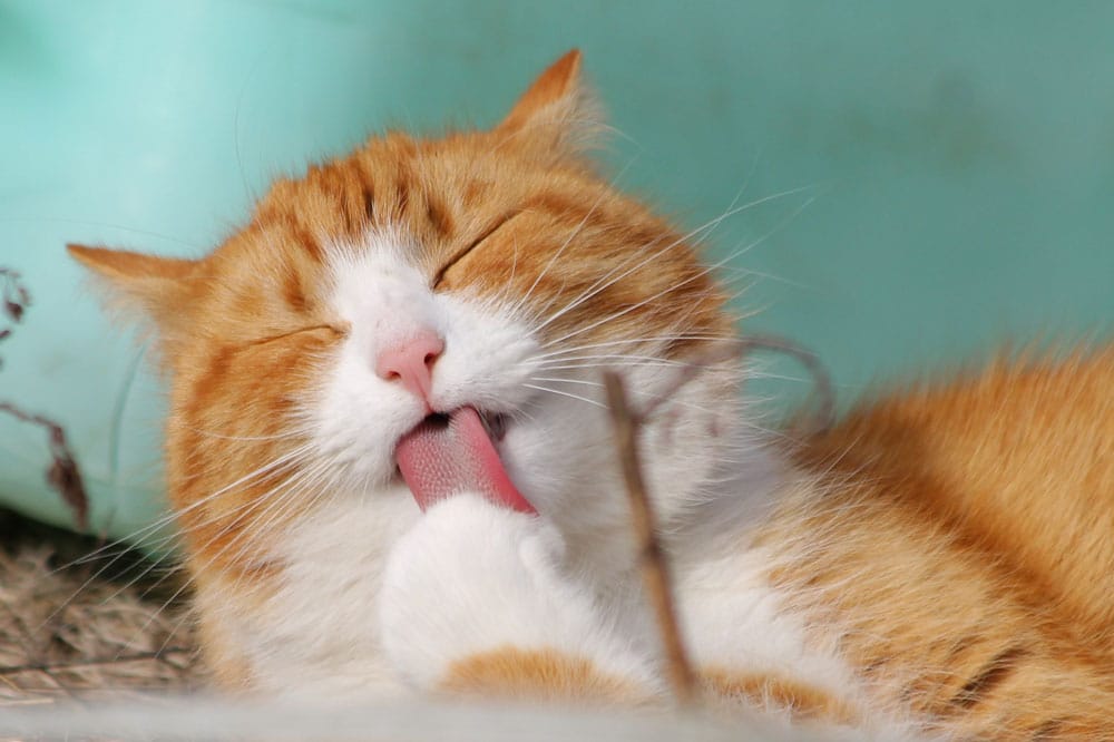 cat licking fleas