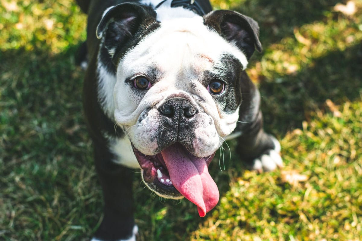 pets love freezer food at pets plus