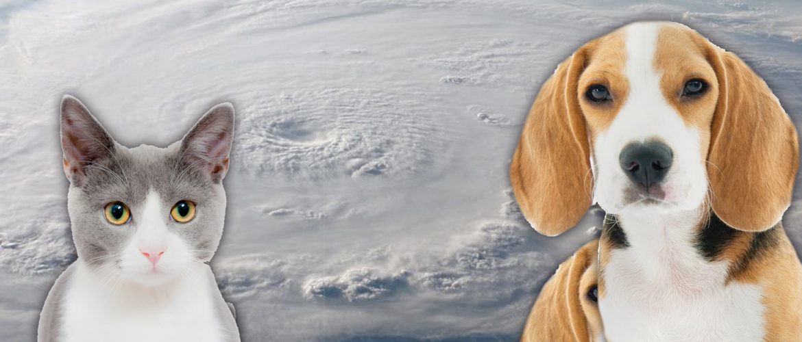 hurricane preparedness for animals