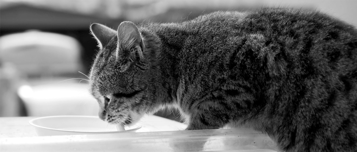 cat drinking water for moisure and hydration