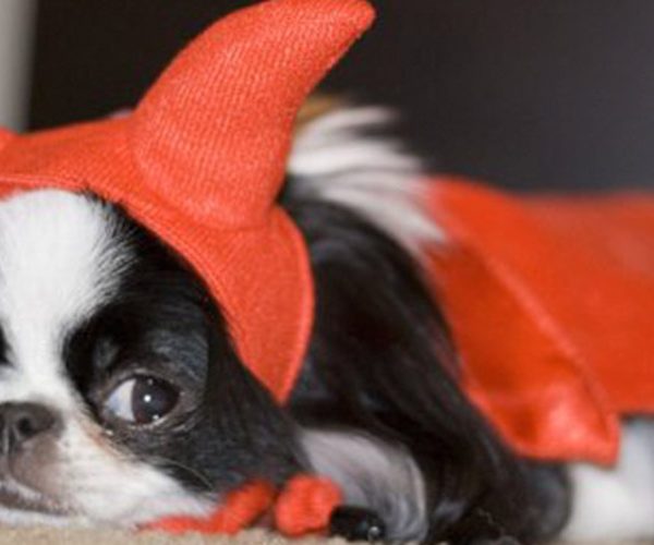 halloween dog with costume leo luckys