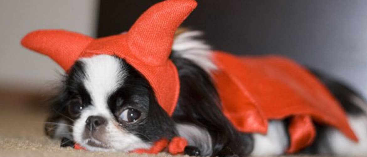 halloween dog with costume leo luckys