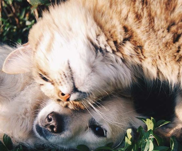cat and dog nuzzling on grass