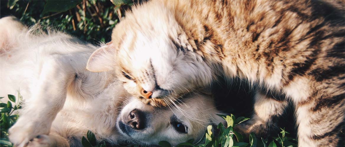 cat and dog nuzzling on grass