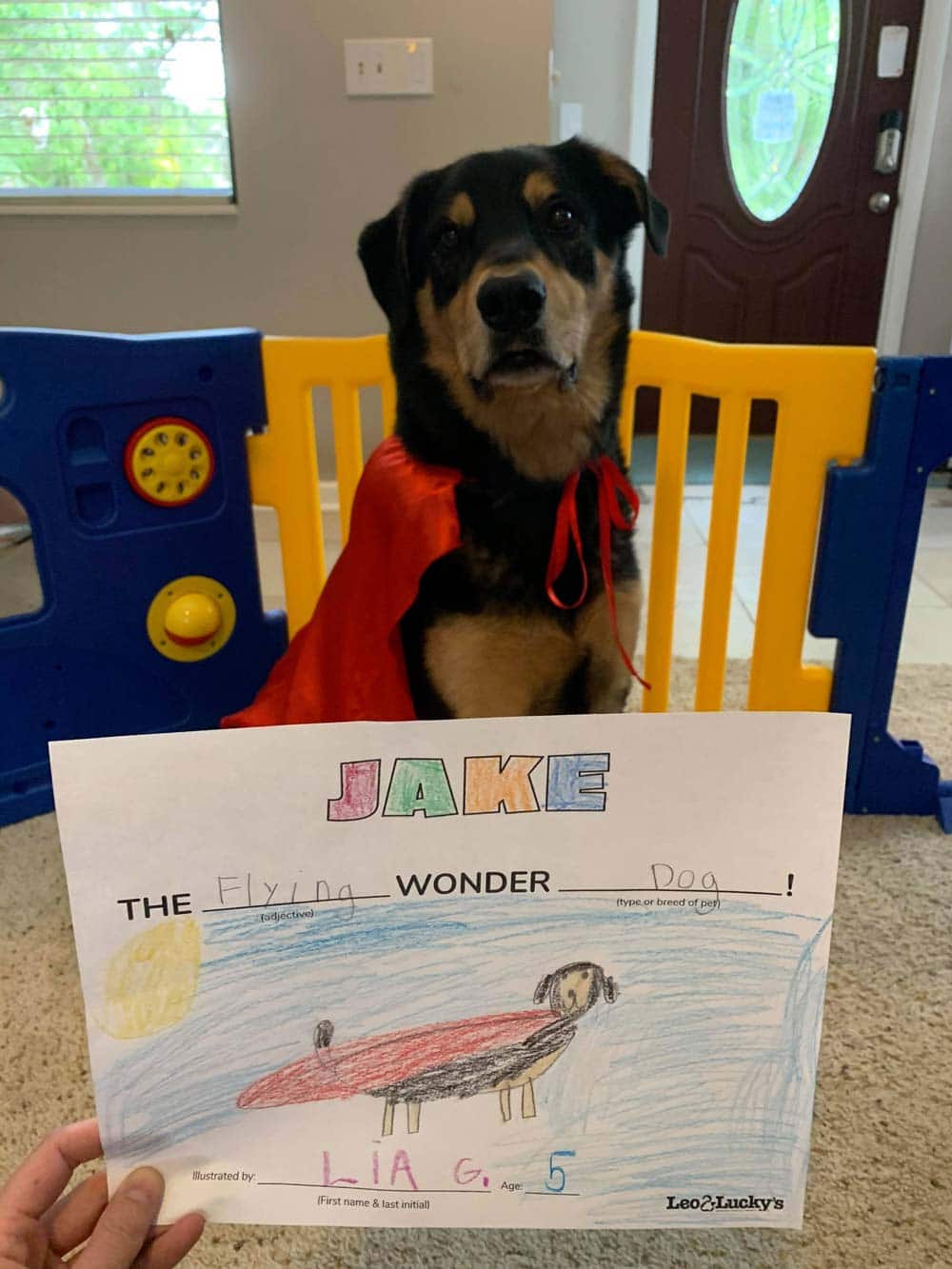 jake the wonder dog