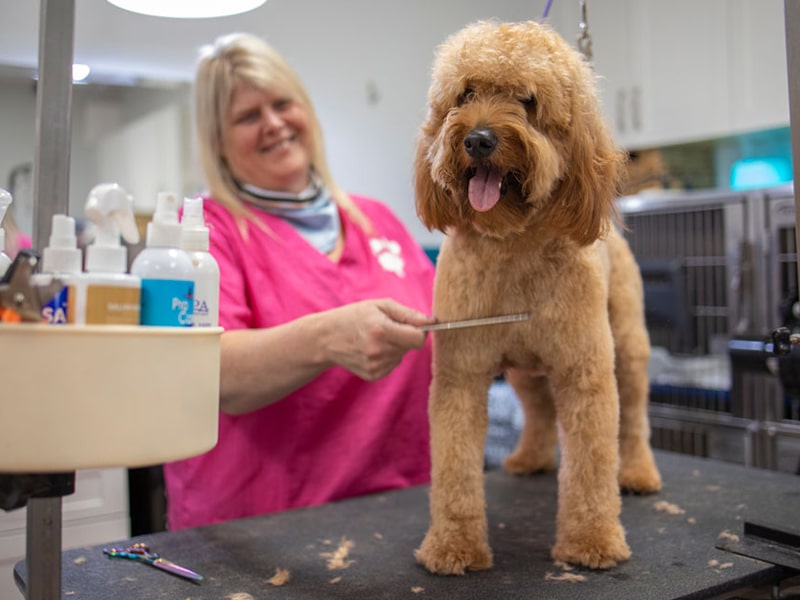 grooming at leo and luckys