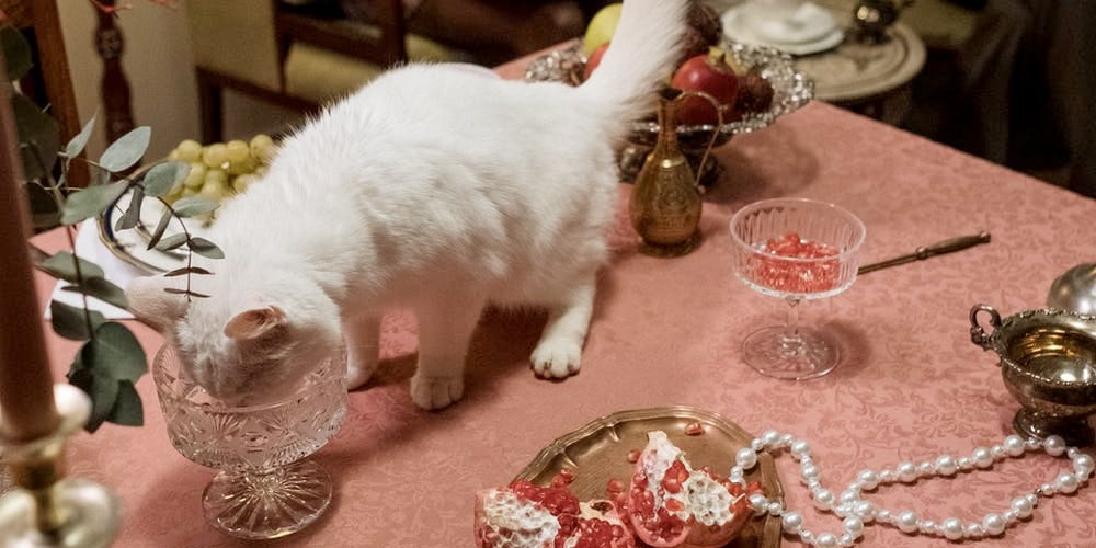 cat eating on a fancy table