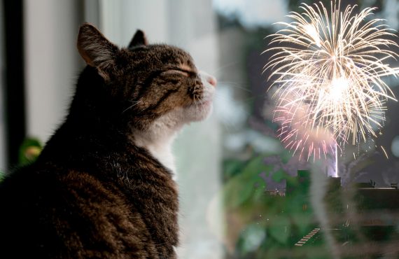 cat fireworks