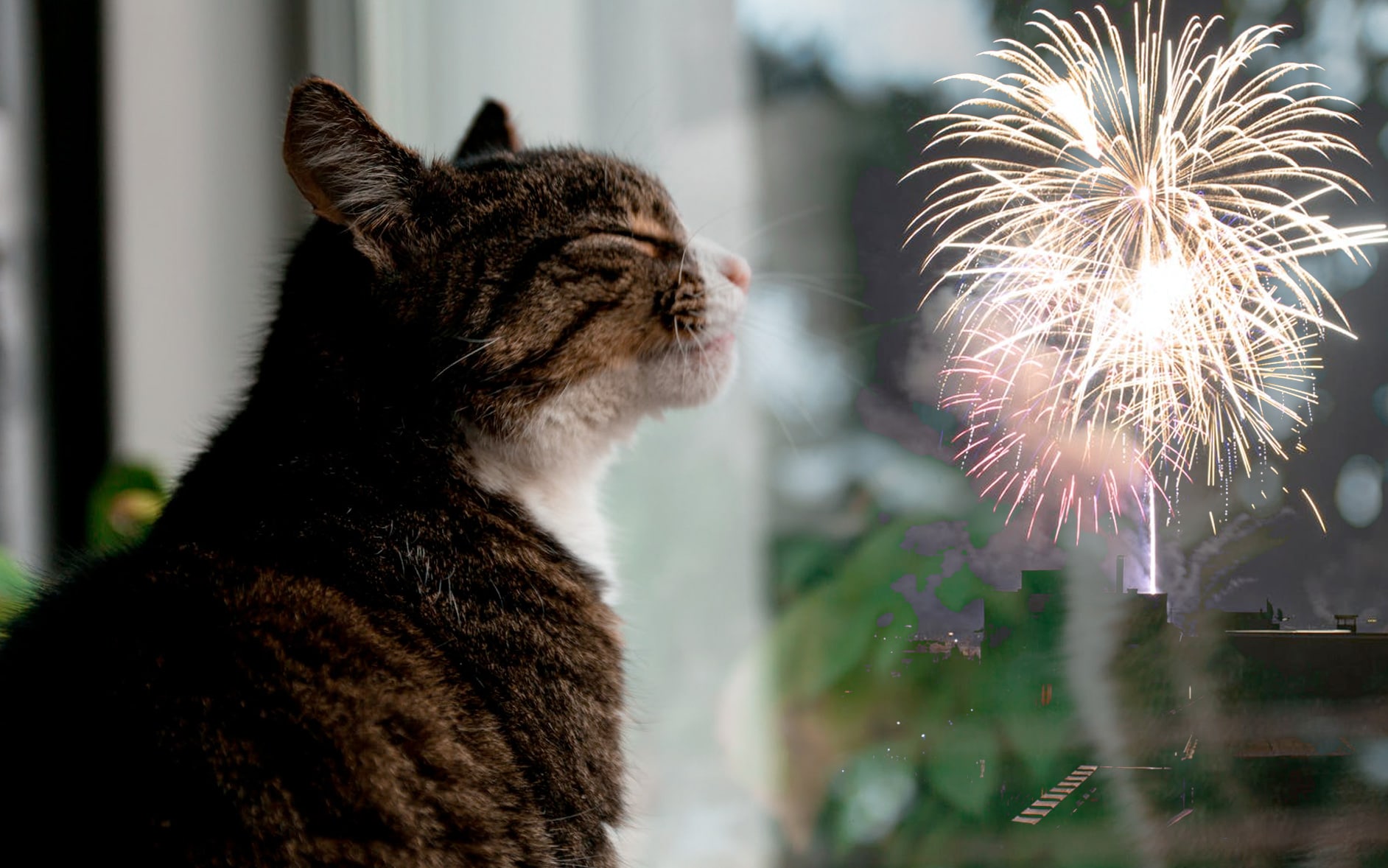 Keeping fireworks from ruining your pet's holiday Leo&Lucky's