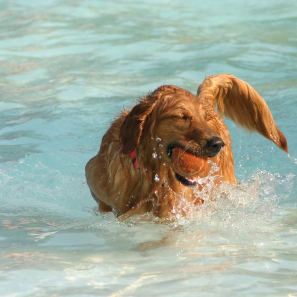 dog in pool by Daren Jessip