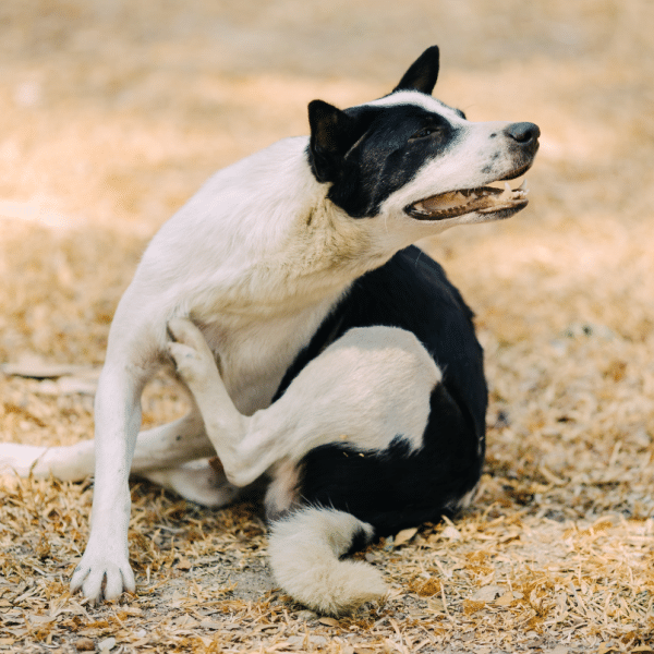 The Importance of Flea and Tick Prevention