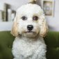 Riptide, Rachel McGinnis's dog