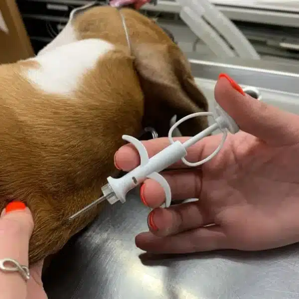 Microchipping- You'll be lost without it!