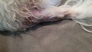 Riptide showing skin irritation on his tail