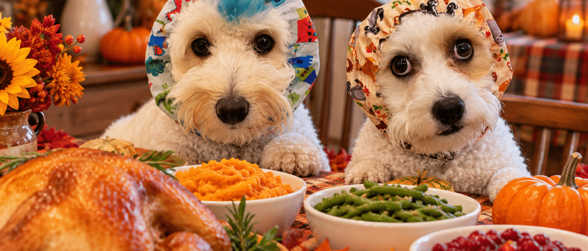 Lucky and Riptide wearing snoods at a dog-friendly Thanksgiving dinner
